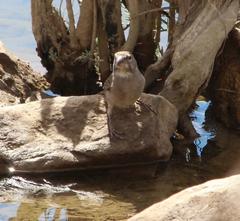 Crithagra albogularis