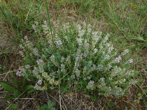 Thymus kosteleckyanus (Thymus kosteleckyanus)