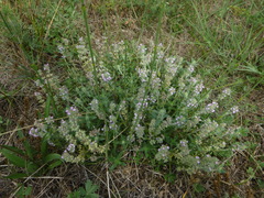 Thymus kosteleckyanus