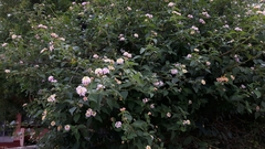 Lantana camara