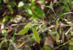 Amelanchier stolonifera