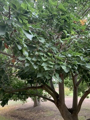 Millettia