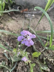Iberis umbellata