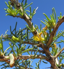 Aspalathus spinosa spinosa