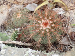 Melocactus macracanthos