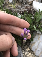 Gentianella propinqua