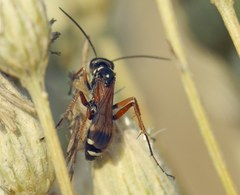 Cryptocheilus fabricii