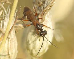 Cryptocheilus fabricii