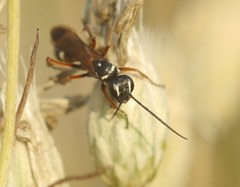 Cryptocheilus fabricii