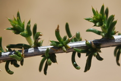 Aspalathus pulicifolia