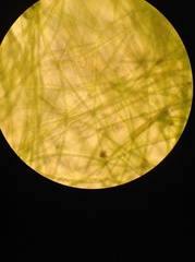 Charophyta