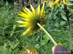 Berkheya setifera