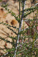 Aspalathus pulicifolia