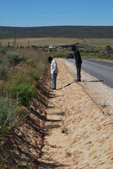 Aspalathus pulicifolia