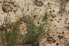 Aspalathus pulicifolia