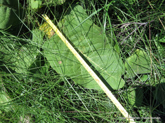 Berkheya setifera