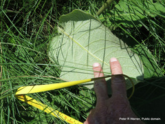 Berkheya setifera