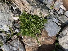 Arabis soyeri