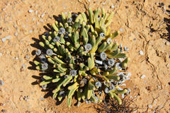 Argyroderma fissum