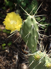 Opuntia caracassana