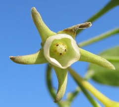 Cynanchum ellipticum