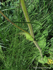 Berkheya setifera
