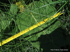 Berkheya setifera