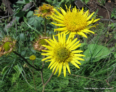 Berkheya setifera