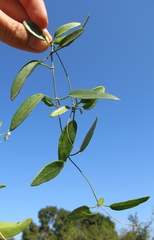 Cynanchum ellipticum