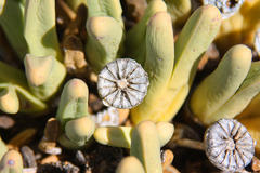 Argyroderma fissum
