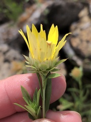 Xanthisma texanum drummondii
