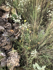 Xanthisma texanum drummondii