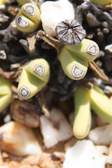 Argyroderma fissum
