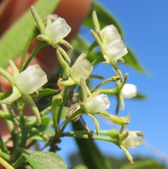 Cynanchum ellipticum