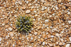 Argyroderma fissum