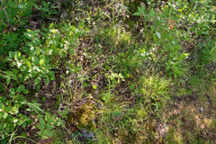 Amelanchier stolonifera