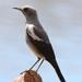 Southern Mountain Wheatear - Photo (c) Tony Rebelo, some rights reserved (CC BY-SA)