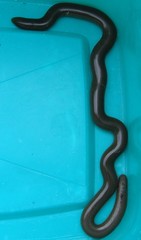 Afrotyphlops bibronii