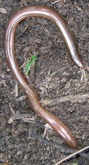 Afrotyphlops bibronii