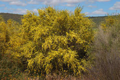 Aspalathus spinescens lepida