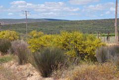 Aspalathus spinescens lepida