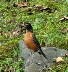 Turdus migratorius