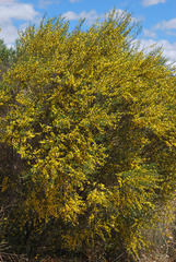 Aspalathus spinescens lepida