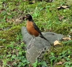 Turdus migratorius