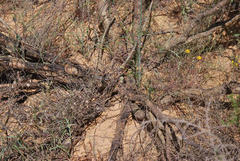 Aspalathus spinescens lepida