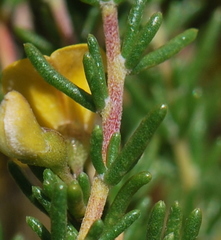 Aspalathus spinescens lepida