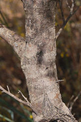 Aspalathus spinescens lepida