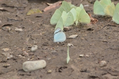 Itaballia demophile centralis