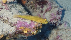 Gobius auratus