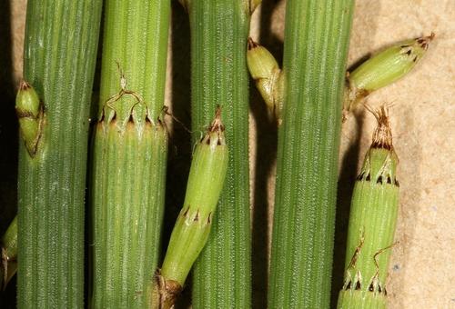 Branched scouringrush (Equisetum ramosissimum)